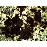 Черные микроскопические зерна чаоита, смешанные с графитом
