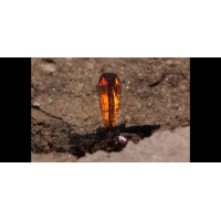 Кристалл Вюрцита с характерной гемиморфной, тригональной симметрией. Этот 2-мм кристалл связан с незначительным кристаллом сфалерита и сидит в трещине в сидеритовой конкреции.