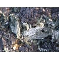 Светло-зеленые волокнистые кристаллы полидимита на матриксе. Зимбабве, рудник Драй Никель
