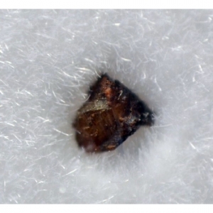 Микроскопические включения гаравеллита в сидерите