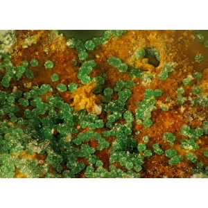 Зеленые таблитчатые кристаллические агрегаты атакамита,  до 1 мм  Крухютте, Лютерштадт Эйслебен, Мансфельд-Сюрхарц Саксония-Ангальт, Германия.