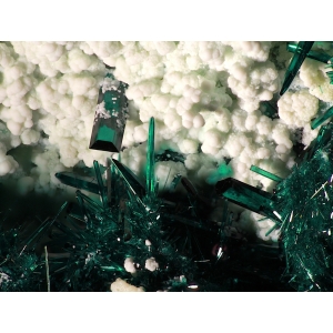 Игольчатые  и призматические зеленые кристаллы атакамита на галлоизите, Мина Ла-Фарола, Тьерра-Амарилья, Копиапо, Чили